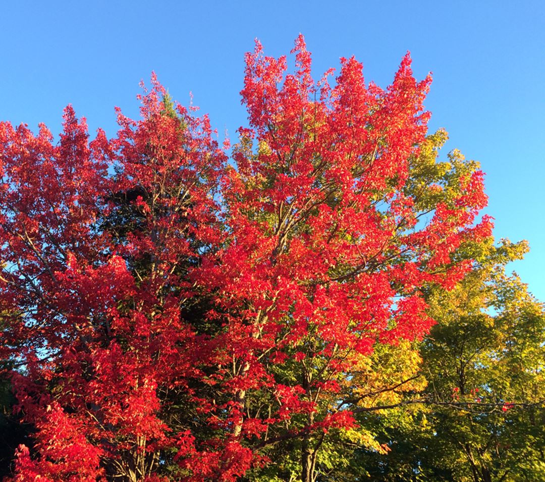 Arbre en automne à Saint-Donat